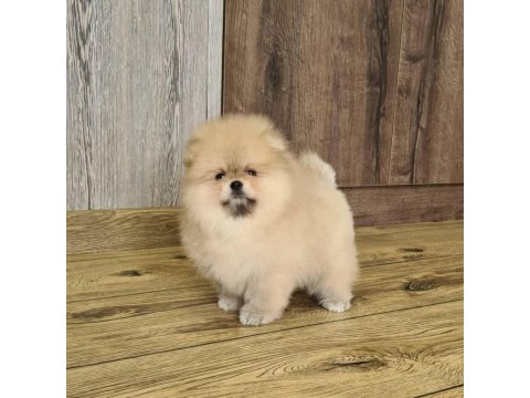 Pomeranian Boo Köpeği Yavruları