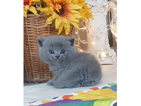 Muhteşem Silver Point British Shorthair