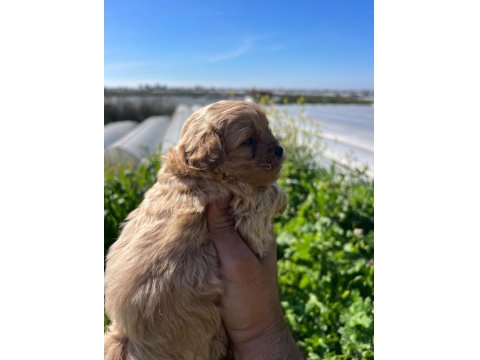 Orjinal Sağlıklı Maltipoo Bebekler
