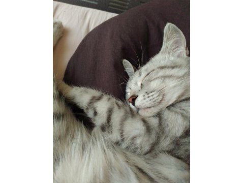 5 Aylık British Shorthair