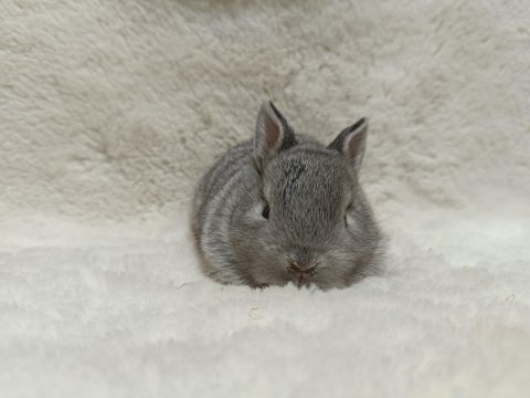 Yavru Hollanda Lop Ve Cüce Tavşanları