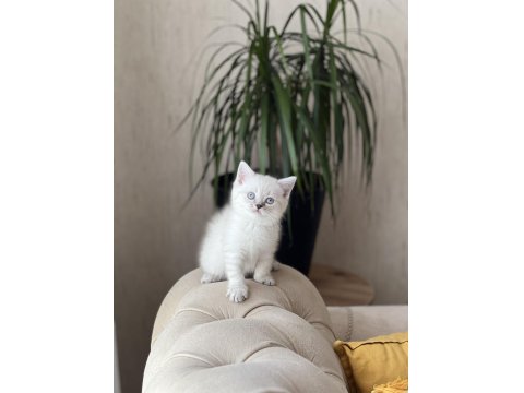 Lynx Point British Shorthair Yavrumuz