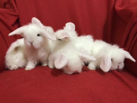 Hollanda Teddy Lop Tavşanları İçin Ulaşın