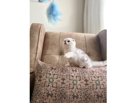 Full Şecereli Anne Baba Özel Scottish Fold Yavrumuz
