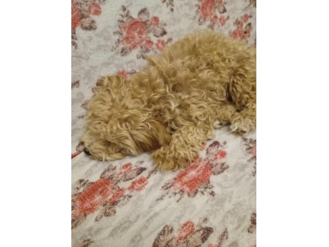 1 Yaşında Dişi Poodle