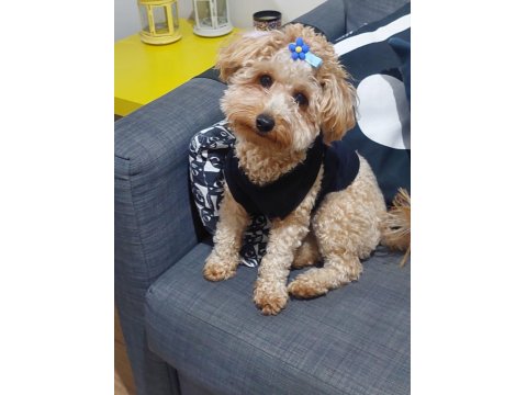 2,5 Yaşında Çok Tatlı Poodle