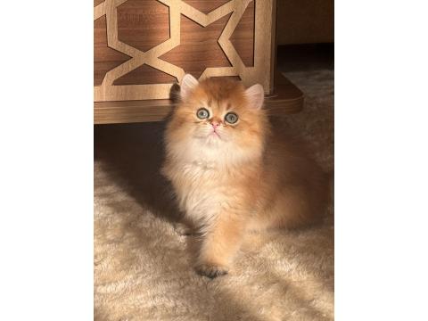 Safkan British Longhair Ny11 Erkek