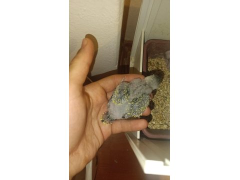 Çift Tek Takım Muhabbet Kuşları Damızlık Yavru