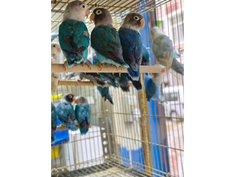 Sevda Cennet Papağanı Yavrular