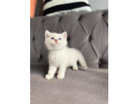 Safkan Ns1133 Silver British Bebekler