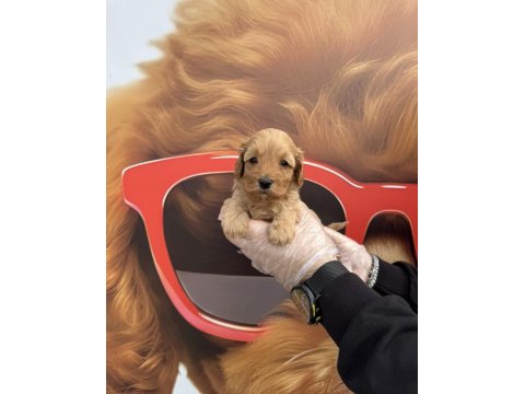 Irk Garantili Maltipoo Yavrularımız