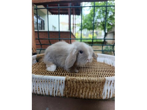 Orjinal Teddy Lop Tavşanları
