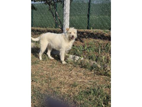 Terrier Barack Kırması İki Kardeş