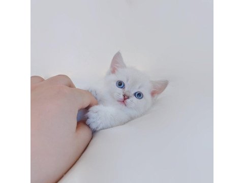 British Shorthair Köpekleri