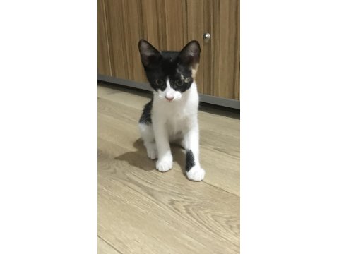 Ömür Boyu Kedimizi Sevebilecek Misin?