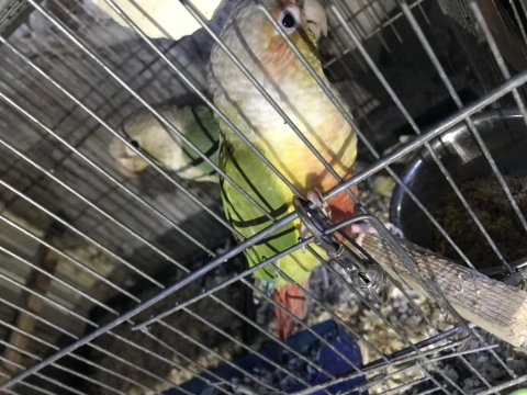 Sağlıklı Genç Hazır Takım Pineapple Konur