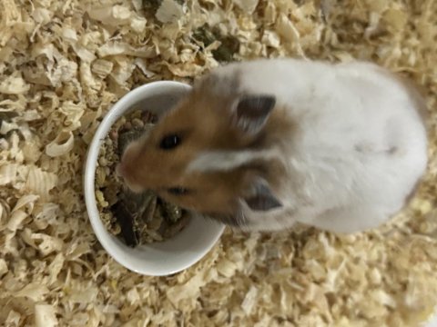 Ele Alışkın Suriye Hamster