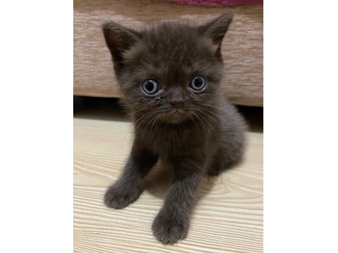 British Shorthair Gri Kedimiz