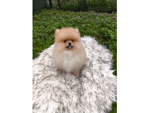 Pofuduk Teddy Bekar Mükemmel Yavru