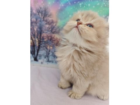 Bebek Golden British Longhair Cy11