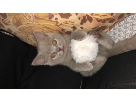 British Shorthair Kül Rengi Yavru Kedimiz
