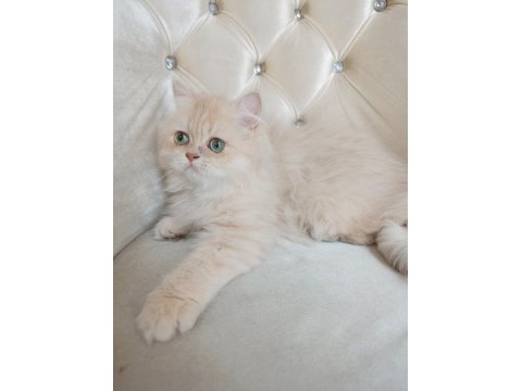 Cy 11 Şecere Belgesi Safkan Dişi 5 Aylık British Longhair