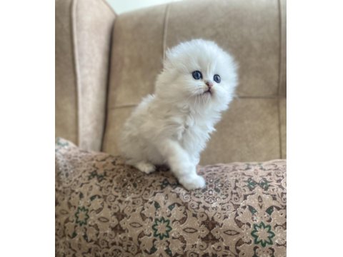 Irk Garantili Scottish Fold Longhair Silver Bebeğimiz