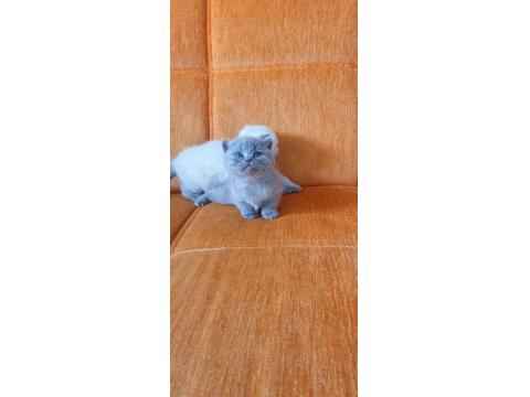 Süper Kalite British Shorthair Yavrular