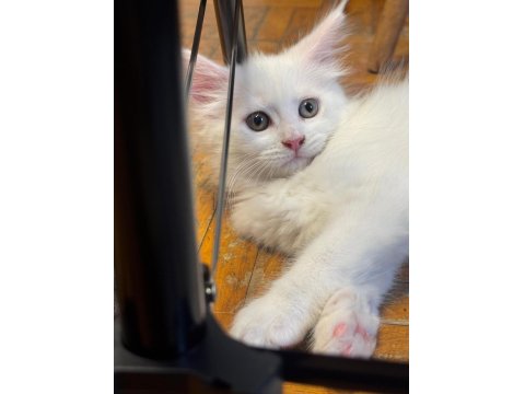 Maine Coon Yavrusu