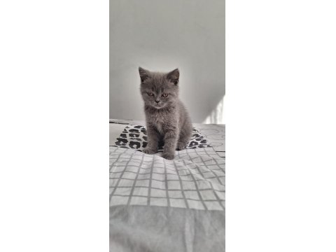 Yavru British Shorthair