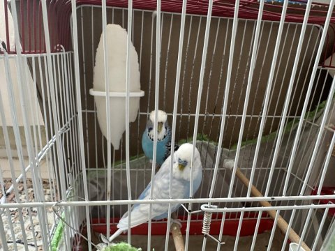 Hazır Jumbo Muhabbet Kuşları