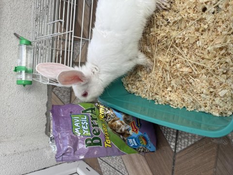 Yavru Tavşan Kafesi İle Birlikte