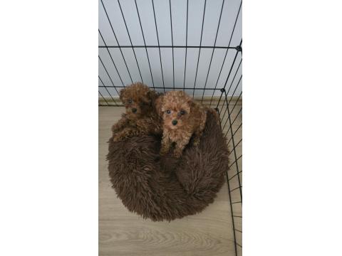 Redbrown Orijinal Teacup Baby Face Poodle İkizler