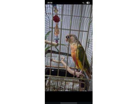 Wc Eğitimli El Besleme Konur