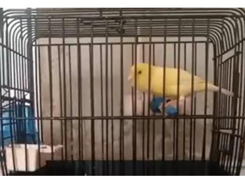 İstanbul'da Üreticiden Sağlıklı Kanaryalar