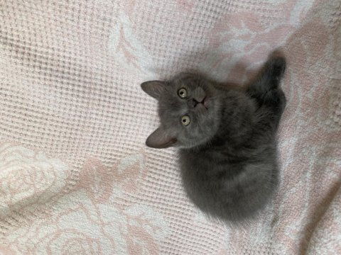 British Shorthair Erkek Bebek 2 Aylık