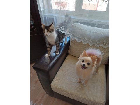 Eğitimli Pomeranian