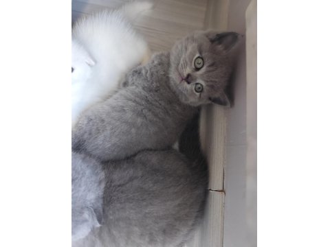 Yavru Kedilerimiz Yeni Yuva Arıyor