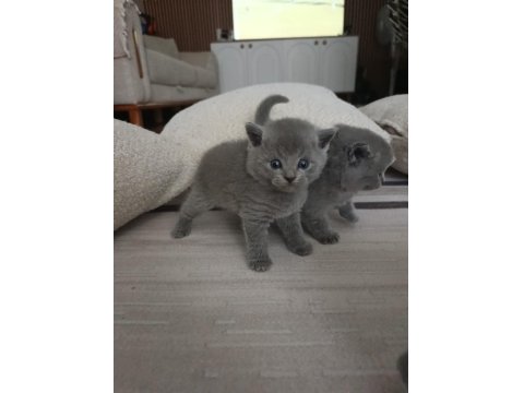 Gümüş Kardeş Kediler