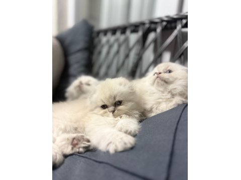 A Kalite British Bebekler