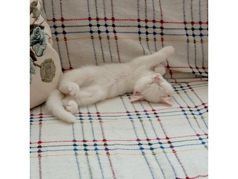 2 Aylık Erkek British Shorthair