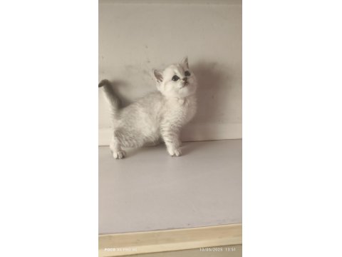 Scottish Lynx Point Dişi Kedimiz