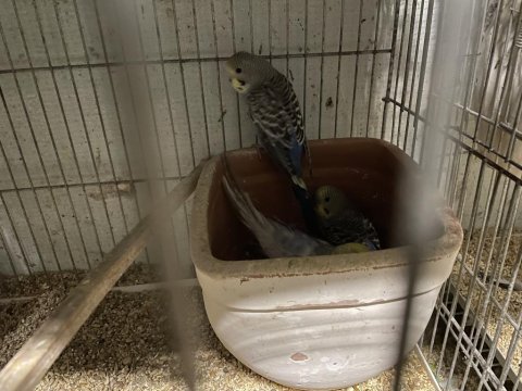 Yavru Muhabbet Kuşu