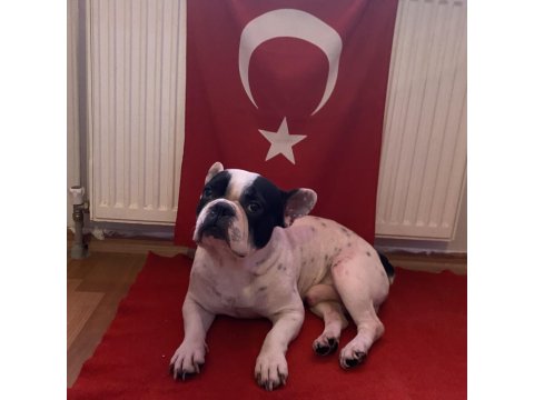 Köpeğimi Ücretsiz Sahiplendireceğim