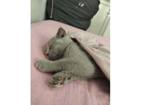 Scottish Fold 4 Aylık Dişi Yavrumuz