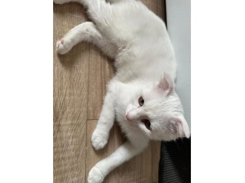 Scottish Fold Kedimize Ömürlük Yuva