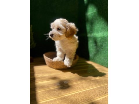 Maltipoo Bebek Köpekler