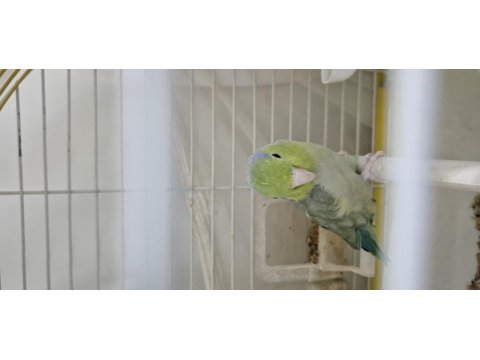 Tek Erkek Forpus Papağanı