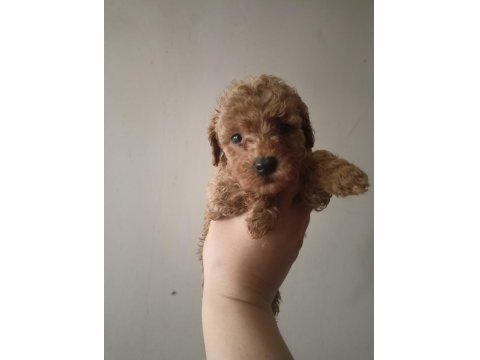 Toy Poodle Cinsi Yavru Köpekler