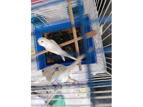 Çok Fazla Kuş Olduğundan Dolayı Sahiplendirilecek